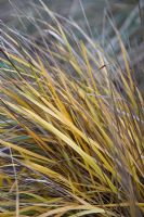 Hierochloe odorata subsp. odorata 'Holy Grass' in winter.