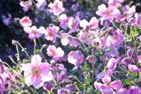 Anemone japonica 'Rosenschale'
