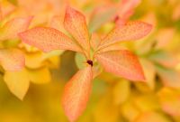 Enkianthus perulatus foliage in autumn
