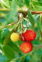 Arbutus unedo 'Compacta' - Strawberry Tree