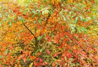 Nyssa sylvatica 'Jermyns Flame' in autumn