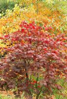 Acer palmatum 'Bloodgood' in autumn