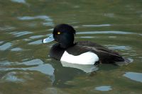 Aythya fuligula - Tufted Duck, male