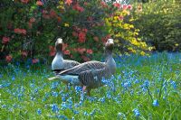 Geese amongst Bluebells at Leonardslee Gardens, West Sussex