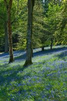 Bluebell woodlands at Leonardslee Gardens, West Sussex
 