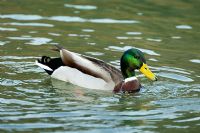 Anas platyrhynchos - Mallard Duck, male