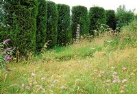 Wild flower meadow with Leylandii hedge as wind break. Fovant Hut Garden, Wilts