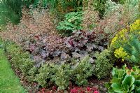 Low curving variegated Buxus hedge in a border with Heuchera. Fovant Hut Garden, Wilts