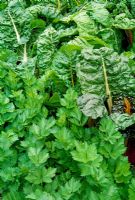 Beta - Chard and Apium - Curly Leaf Celery. RHS Gardens, Rosemoor