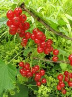 Ribes rubrum - Redcurrant 'Rovada' and Alchemilla mollis - Ladys Mantle                           