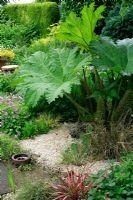 Gunnera manicata as the centrepiece of a gravel garden surrounded by perennials and ornamental grasses.