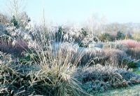 Stipa gigantea in border at Lady Farm, Somerset in hoar frost.
