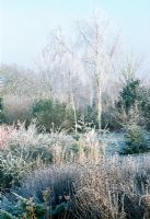 Betula pendula and Rudbeckia deanii seedheads in border. Lady Farm, Somerset in hoar frost.
 