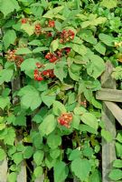 Rubus phoenicolasius - Japanese Wineberry, August