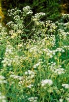 Anthriscus sylvestris - Cow Parsley in flower meadow. Fovant Hut Garden, Wilts