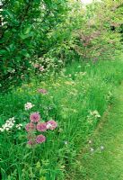 Semi-wild flower meadow. Anthriscus sylvestris - Cow parsley, Alliums, Cercis siliquastrum - Judas Tree. Fovant Hut Garden, Wilts