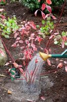 Watering in Cornus alba sibirica 'Variegata' - Dogwood after planting
