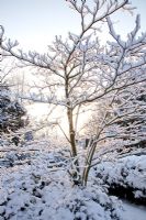 Cornus controversa 'Variegata' under snow
