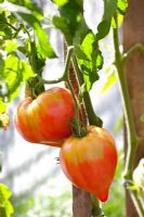 Lycopersicum - Russian Tomatoes
