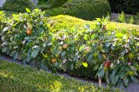 Malus domestic - Cordon trained Apple tree