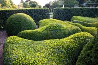 Topiary garden with clipped Buxus - Box 
