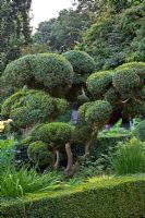 Cloud tiered Buxus - Box topiary