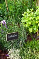 Herbs in pots. Thymus - Thyme, Melissa officinalis - Lemon Balm, Lavandula - Lavender