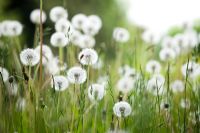 Taraxacum - Dandelion 'clocks' in wildflower meadow
