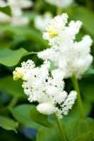 Maianthemum racemosum - Treacleberry, False Solomon's Seal, Solomon's Plume