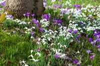 Drifts of spring bulbs including Galanthus - Snowdrops, Crocus tomasinianus at Broadleigh Gardens