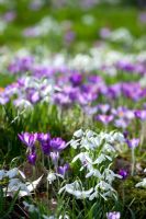 Drifts of spring bulbs including Galanthus - Snowdrops and Crocus tomasinianus at Broadleigh Gardens
 
