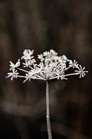 Foeniculum vulgare 'Purpureum' seedhead with hoar frost in winter