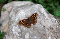 Pararge aegeria  f. aegeria - Speckled Wood Butterfly, SW Europoean form 