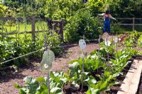 Vegetable plot with old CDs used as bird scarers. Ryton Organic Garden