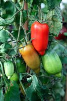 Lycopersicum - Heritage Tomato 'Cornue des Andes'