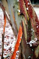 Eucalyptus pauciflora subsp. niphophila AGM shedding bark in winter