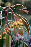 Photinia davidiana 'Fructo Luteo' - syn. Stranvaesia davidiana 'Fructoluteo' fruits with frost at sunrise in January