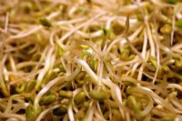 Trigonella foenum-graecum - Fenugreek, grown as sprouted vegetables for eating
