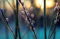 Salix x rubra 'Eugenei' - Willow catkins