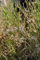 Common Garden Weeds. Epilobium montanum - Broad Leaved Willowherb.  Seed dispersal by wind