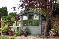 Grey potting shed with Fagus sylvatica 'Purpurea' - Copper Beech and Hydrangea. Mill Dene Garden, June