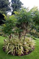 Rhus - Sumac, underplanted with Cordyline in circular bed. Millennium Garden, Lichfield NGS