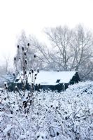Garden in winter with Dipsacus - Teasles covered in snow