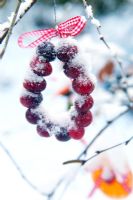 cranberry and ribbon ring tied to a tree branch. Outdoor Christmas decorations