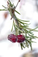 Rosemary and cranberries used as an outdoor christmas decoration