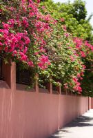 Bougainvillea and pink wall