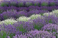 Rows of mixed colour Lavenders. Downderry Lavenders, Kent
