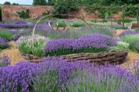 Mixed Lavandula - Lavender planting in a huge cane basket. Downderry Lavender, Kent