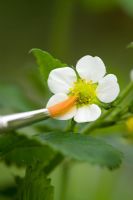 Hand - pollinating Strawberry plants with a paint brush
