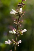 Salvia leucantha 'Waverly'